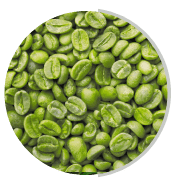 Bean Extract Ingredient