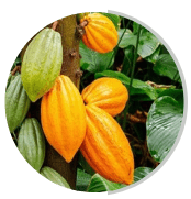 Cocoa Ingredient