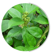 Gymnema Ingredient